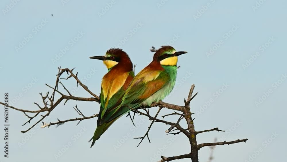 Beautiful bee eater Merops apiaster in the wild. Beautiful bee eater Merops apiaster in the wild.