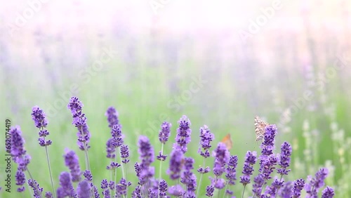 Sunset over a violet lavender field in Provence, France