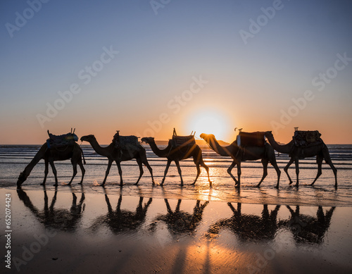 sunset on the beach with camels