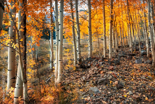 Colorado season change with aspen and elm color change in the Rocky Mountains. The variety of colors make it a beautiful background.