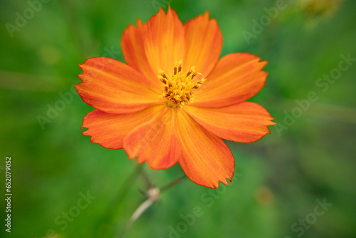 macro photo of an orange flower with a green background