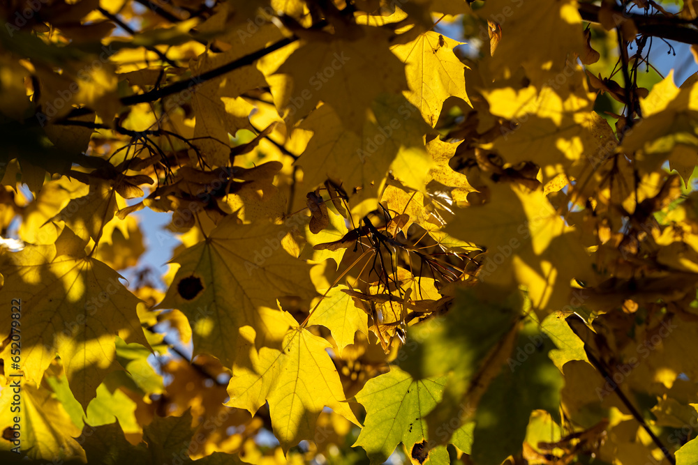 Yellowing maple foliage in the autumn season Yellowing maple foliage in the autumn season