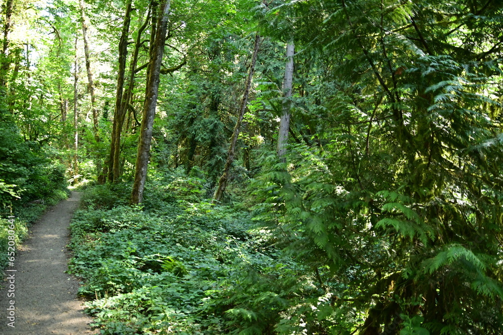 trees in the forest trees in the forest
