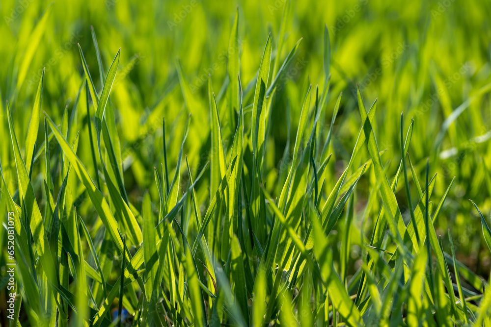 a new wheat crop in the spring season, new sprouts a new wheat crop in the spring season, new sprouts