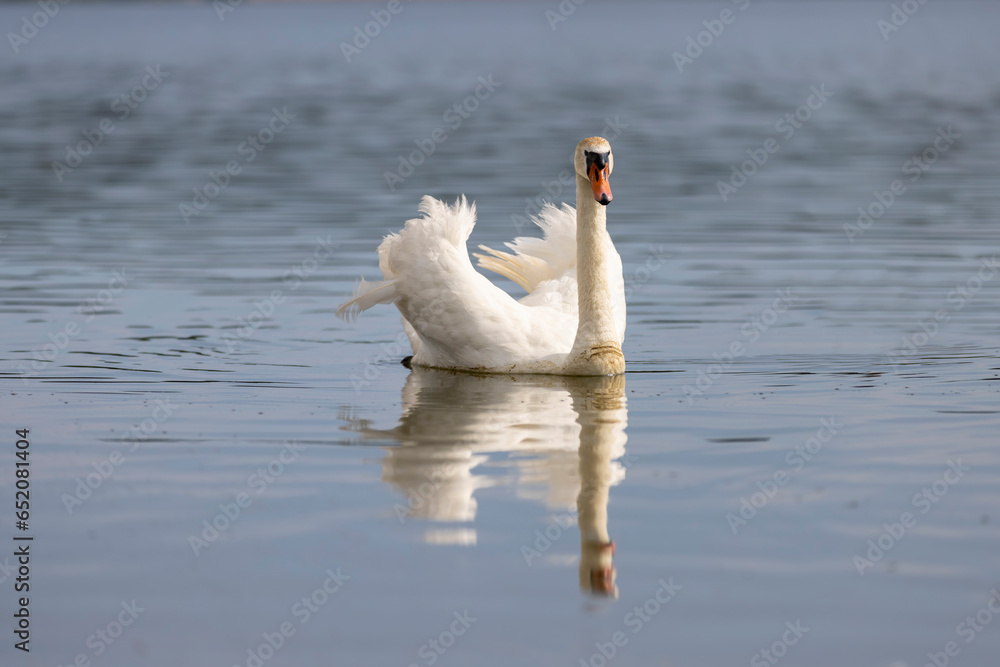 Naklejka premium a white swan with feathers living on the lake in the summer