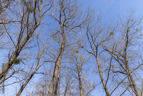 Branches of deciduous trees in the park in spring sunny weather