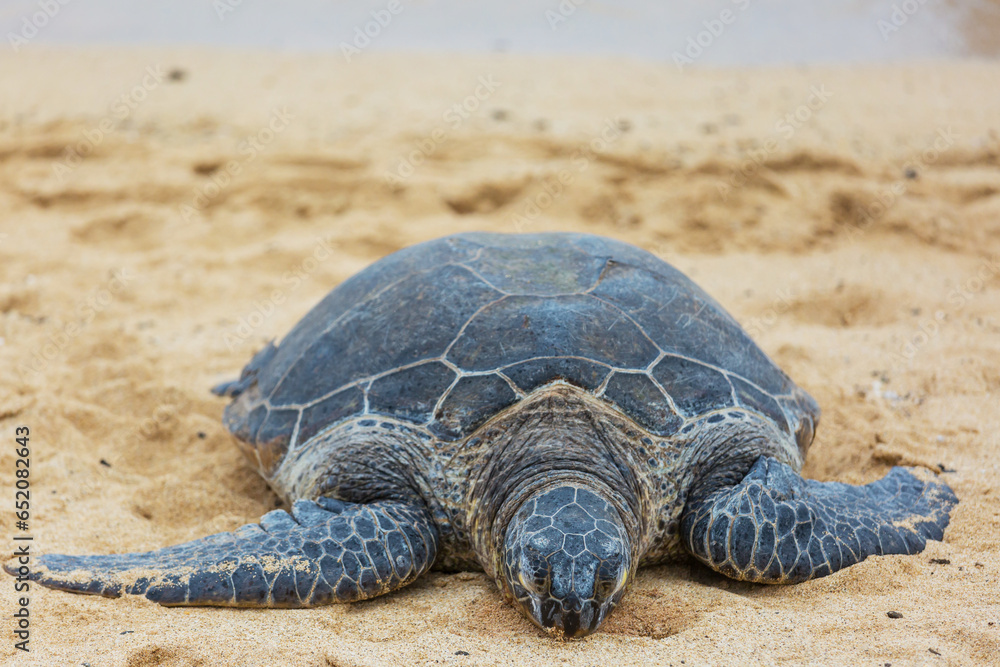 Obraz premium Turtle