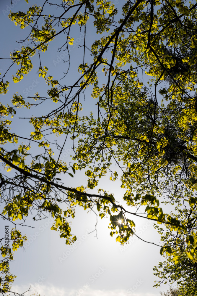 Fototapeta premium green foliage on a maple tree in spring bloom
