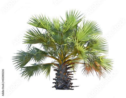 sugar palm isolated on transparent png