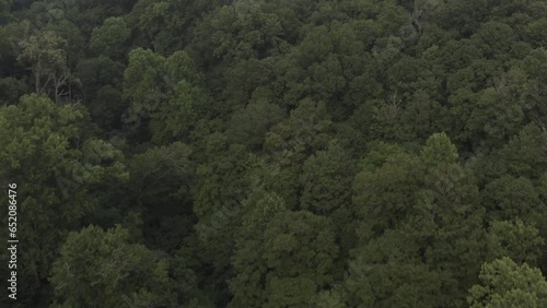 Aerial footage of a jungle, forest in the United States with green trees and blue skies