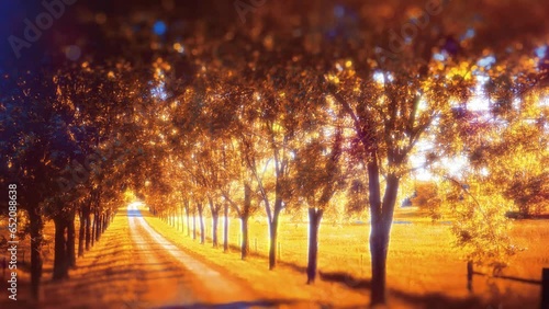 country lane tree lined autumn season bokeh focus rays 4k seamless loop video