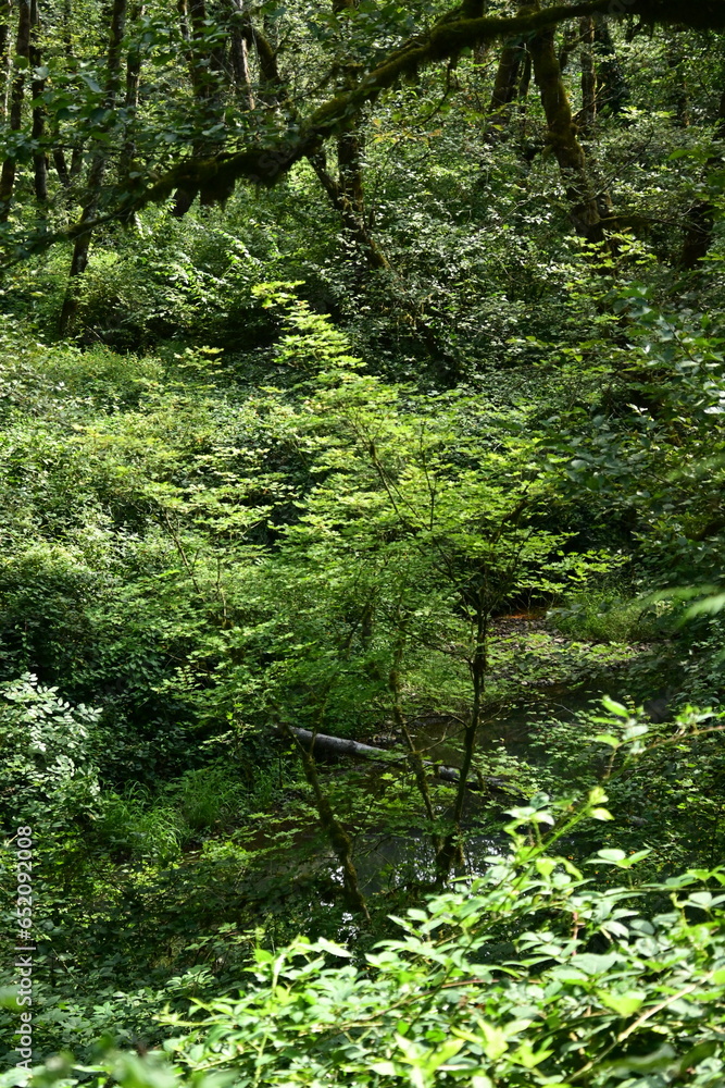 green forest in spring green forest in spring