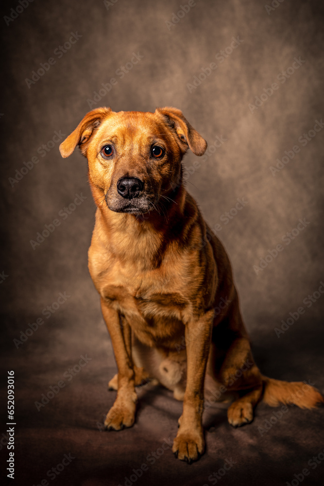 Obraz premium Rudy pies