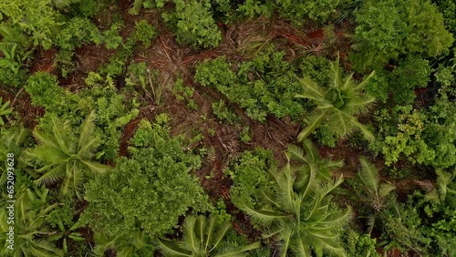 Clear evidence of small scale illegal logging operations deep in the Philippine rainforest jungles. 