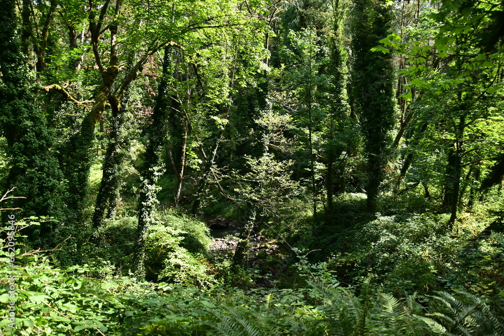 Fototapeta premium green forest in the morning