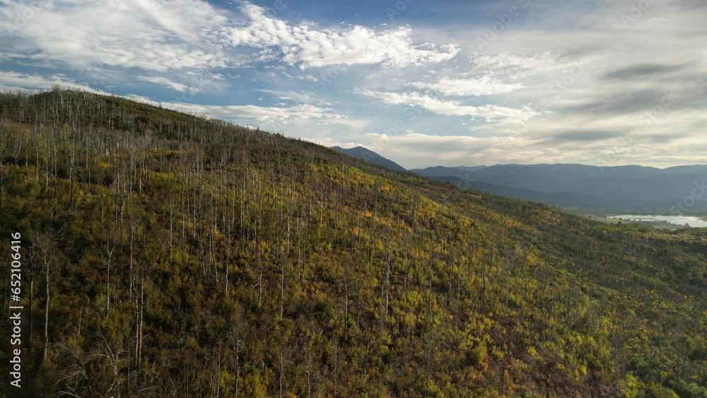 Aerial descending over forest of young yellow aspens in burn area in fall in Basalt Colorado Aerial descending over forest of young yellow aspens in burn area in fall in Basalt Colorado