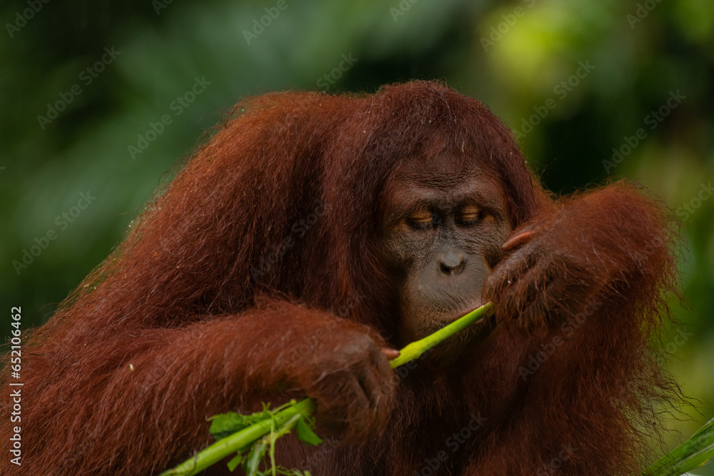 Adult orangutan considering wheather he should eat the grass stick