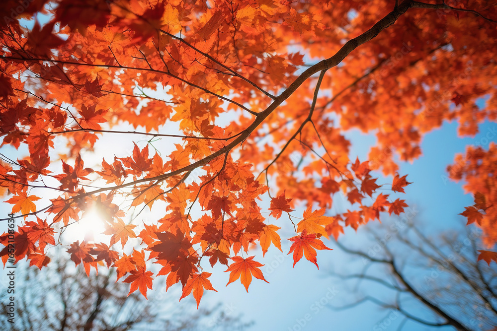 Red maple leaves branches on blue sky background Red maple leaves branches on blue sky background