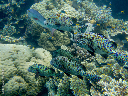 Sweetlips schooling on the coral reef at the Great Barrier Reef Australia