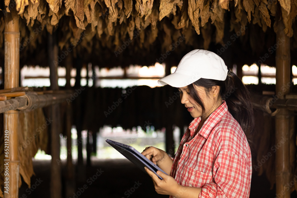 Agriculturist utilize the core data network in the Internet from the tablet to validate,test,and looks and controls dry tobacco leaf hanging in the dryer or barn. Young farmers and tobacco farming. Agriculturist utilize the core data network in the Internet from the tablet to validate,test,and looks and controls dry tobacco leaf hanging in the dryer or barn. Young farmers and tobacco farming.