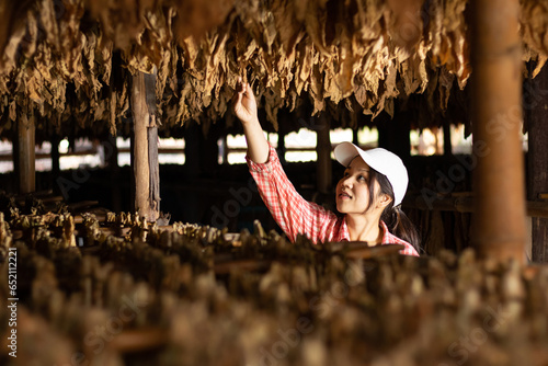 Canvas Print Agriculturist utilize the core data network in the Internet from the tablet to validate,test,and looks and controls dry tobacco leaf hanging in the dryer or barn