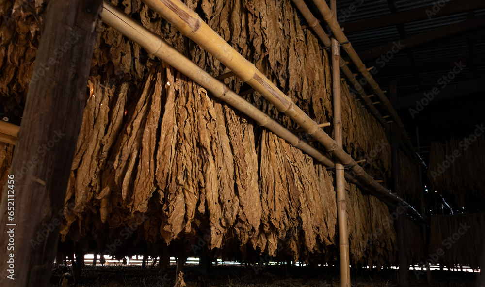 Tobacco leaves drying in the shed and quality control of tobacco leaf hanging in the dryer or barn. Curing Burley Tobacco Hanging in a Barn.Agriculture.tobacco farming.