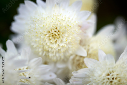 白い菊の花