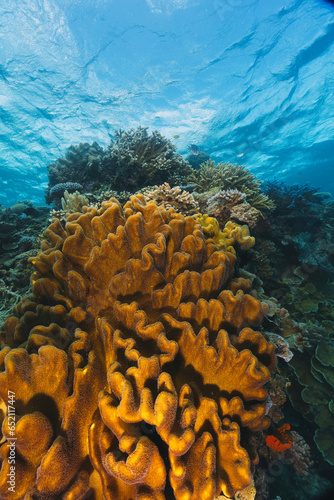 details of a coral reef in a research expedition to the great barrier reef