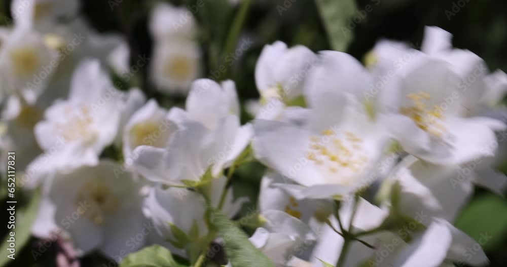 blooming white flowers jasmine bush in the spring season, beautiful fragrant jasmine flowers during flowering blooming white flowers jasmine bush in the spring season, beautiful fragrant jasmine flowers during flowering
