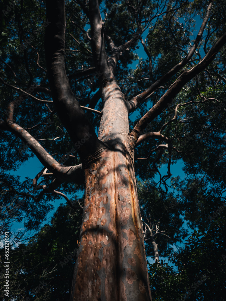 Fototapeta premium trunk of a tree