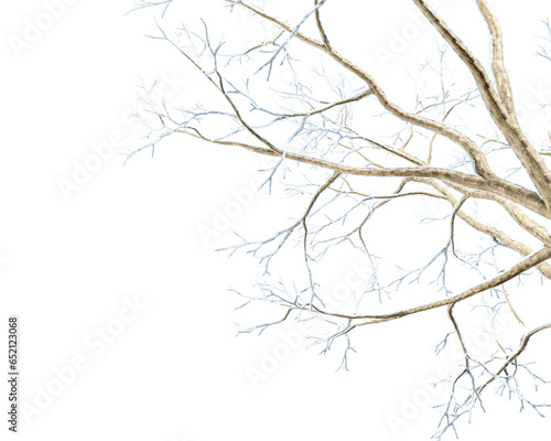 Isolated close up snow covered branches