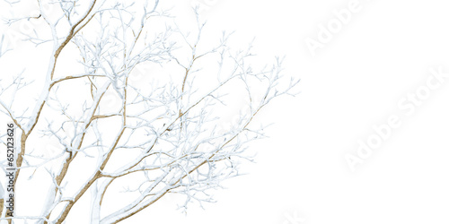 Close up snow covered branches on white
