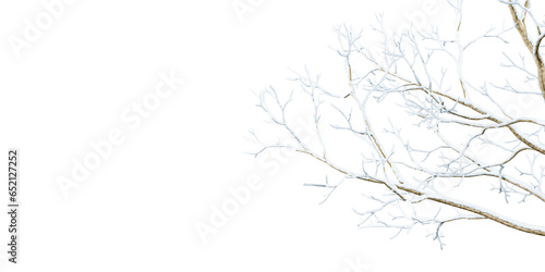 Isolated close up snow covered branches © Buffstock