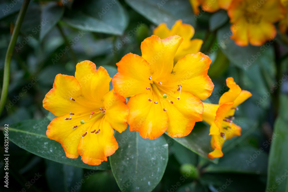 Fototapeta premium Beautiful flowers in the garden in Singapore.