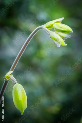 Beautiful flowers of orchid in the garden at Singapore. photo