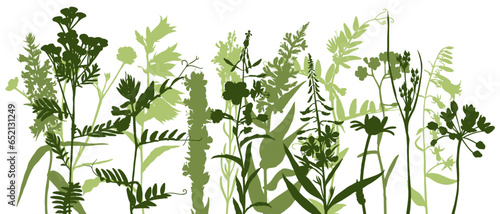 field flowers, vector drawing wild plants at white background, color silhouette floral border, hand drawn botanical illustration