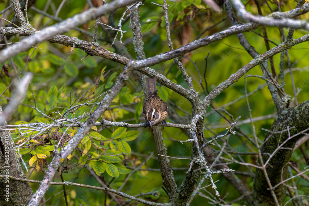 The rose-breasted grosbeak (Pheucticus ludovicianus) - Immature male.