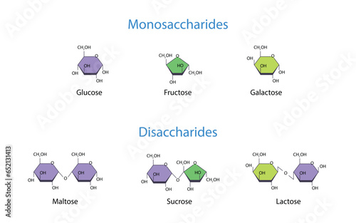 Monosaccharides and Disaccharides Scientific vector illustration photo