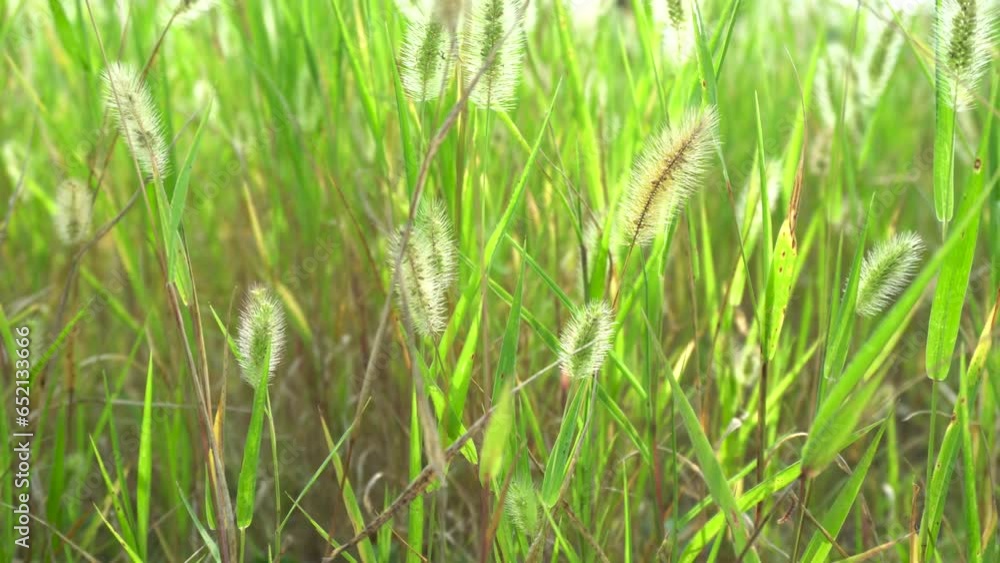 Setaria in the backlight of an autumn morning Setaria in the backlight of an autumn morning