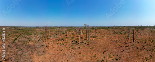Only baobabs remain where there once was a dence forest, now cleared for slash and burn agriculture to feed fast growing population. Landscape in Western Madagascar, Africa.
