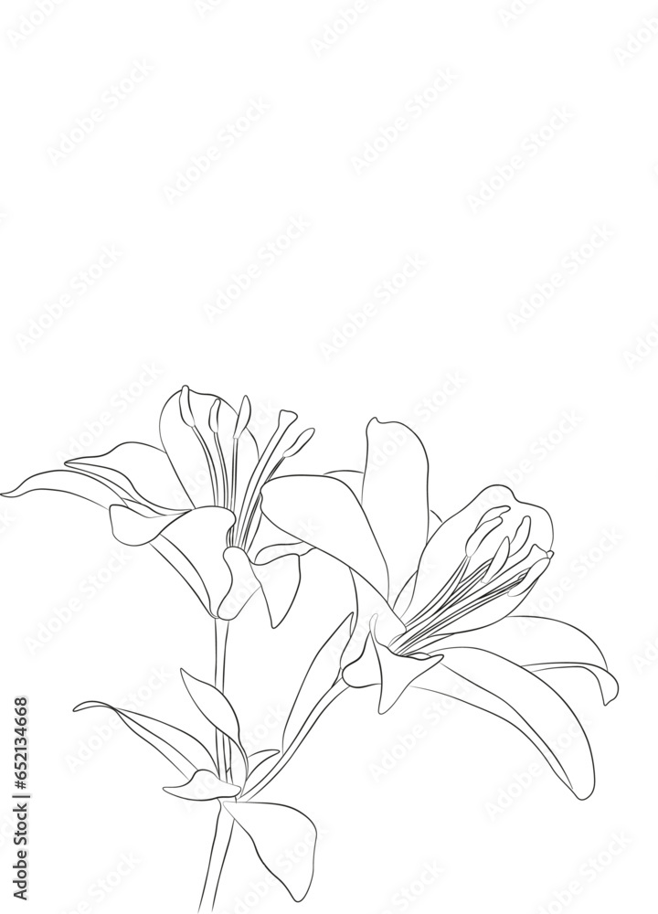 Llily flower. Vector black contour of lily flowers isolated on a white background.Blooming lily flower Llily flower. Vector black contour of lily flowers isolated on a white background.Blooming lily flower