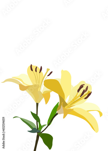 Lily flower. Colorful vector yellow  lily flowers isolated on a white background.Blooming lily flower