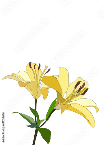 Lily flower. colorful vector lily flowers isolated on a white background.Blooming lily flower