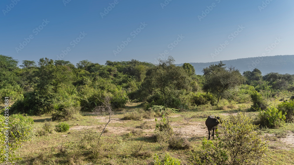 A black buffalo stands in a sunlit clearing in the jungle. Green trees all around. Mountains against a clear blue sky in the distance. India. Sariska National Park. A black buffalo stands in a sunlit clearing in the jungle. Green trees all around. Mountains against a clear blue sky in the distance. India. Sariska National Park.