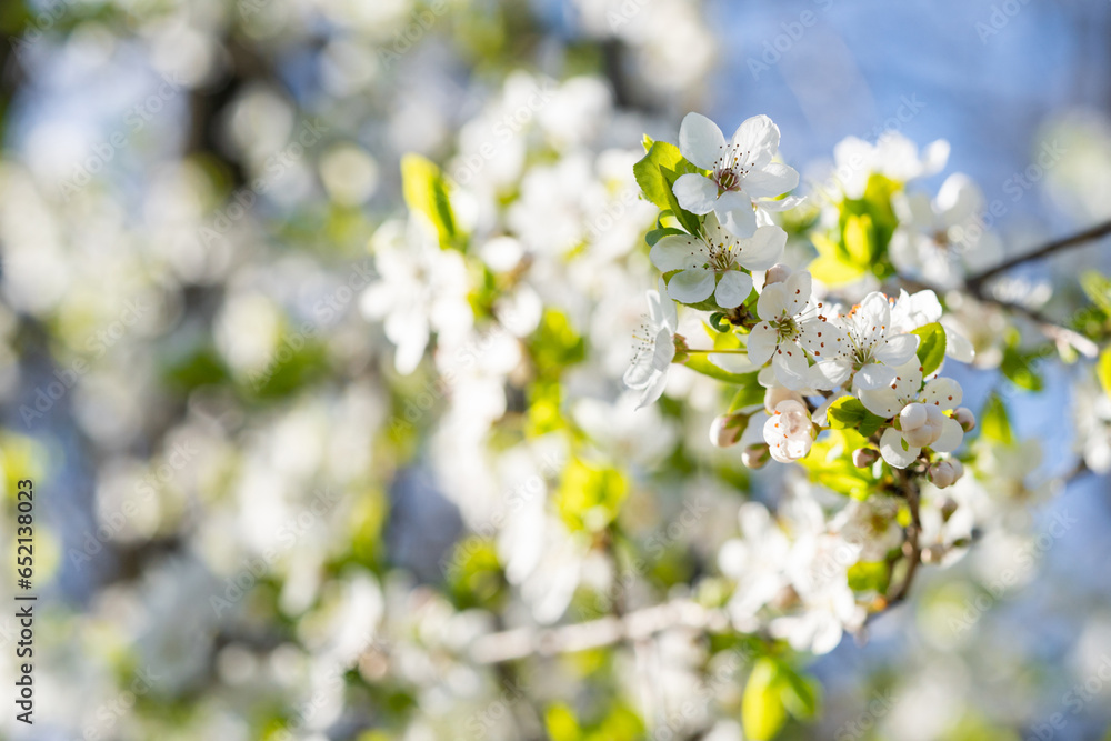 Beautiful cherry blooming tree close up during spring season. Cherry blossom in full bloom Beautiful cherry blooming tree close up during spring season. Cherry blossom in full bloom