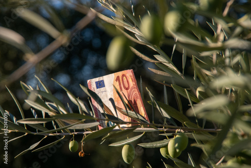 increase in the price of olive oil: several 10 euro bills hang from the branches of an olive tree, mixed with green olives