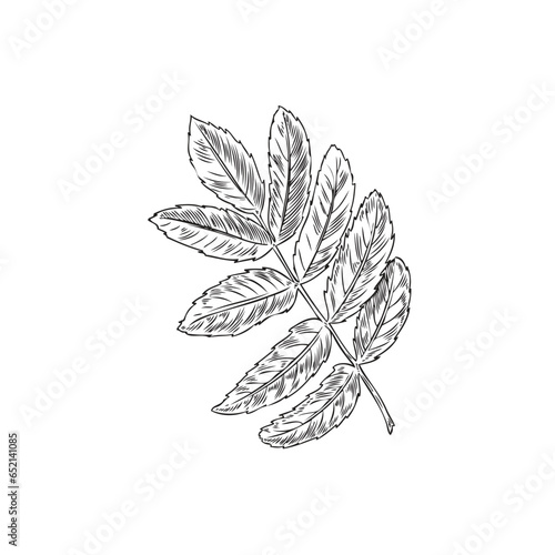 Autumn rowan leaf, vector hand drawn isolated fallen ash-tree foliage, dry tree leaf, vintage fall seasonal decor
