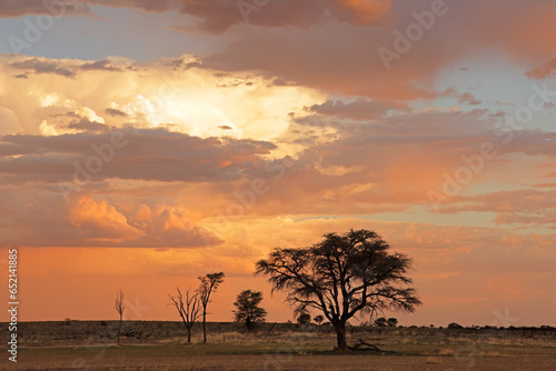 Sunset with silhouetted African thorn trees and clouds, Kalahari desert, South Africa.