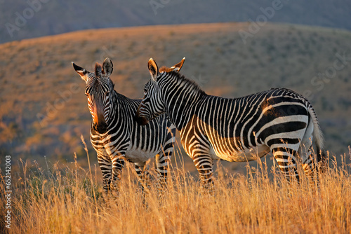 Cape mountain zebras (Equus zebra) in grassland at sunrise, Mountain Zebra National Park, South Africa.