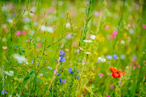 summer meadow with nice flowers